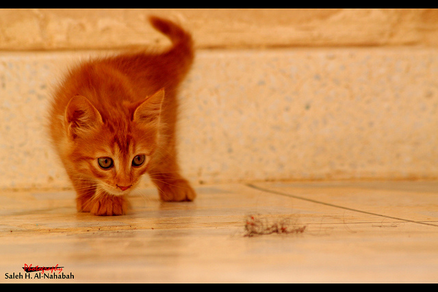 File:Focus Night and Day 5071.jpg