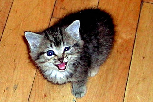 File:Upholstry cleaning in Romeoville IL by Convenient Carpet Cleaning 2590.jpg